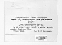 Gymnosporangium globosum image